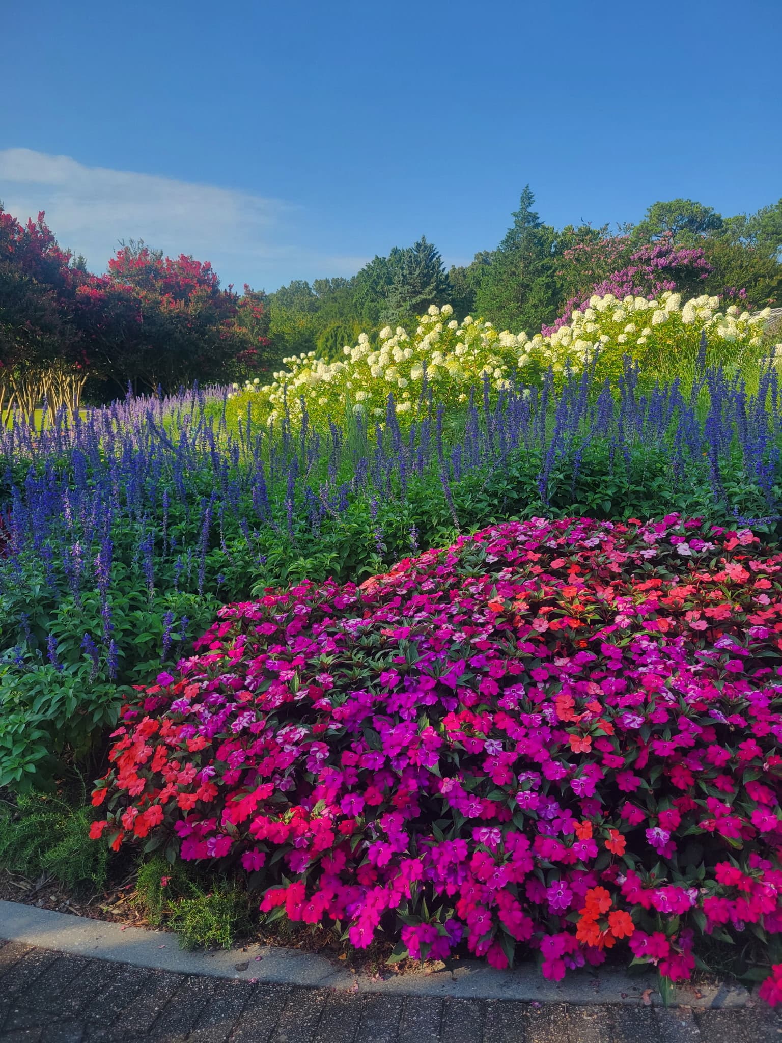 A hillside of pink rhododendrons in full spring bloom beside evergreen trees