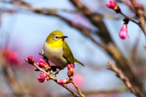 bird, flower wallpaper, animal-2560251.jpg