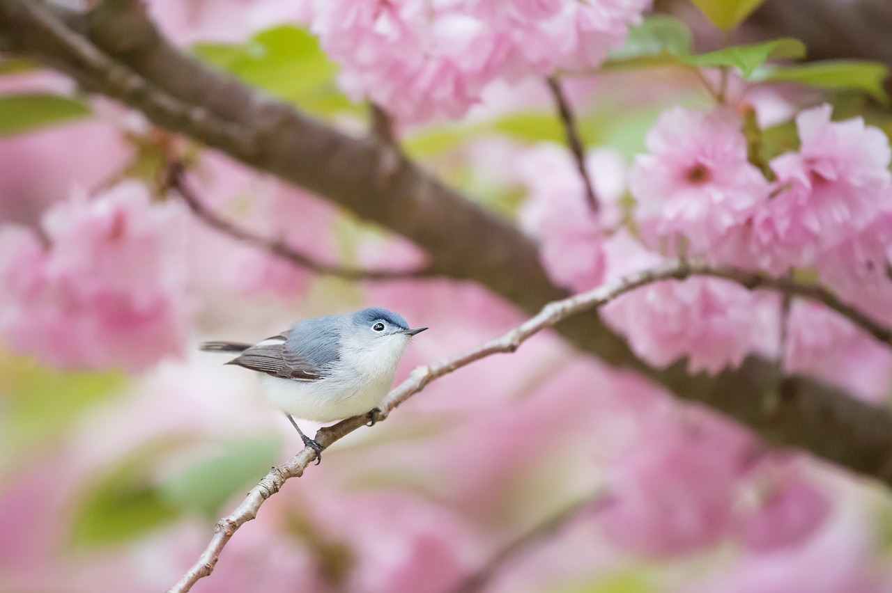 flower, blue-gray gnatcatcher, ornithology-2566241.jpg